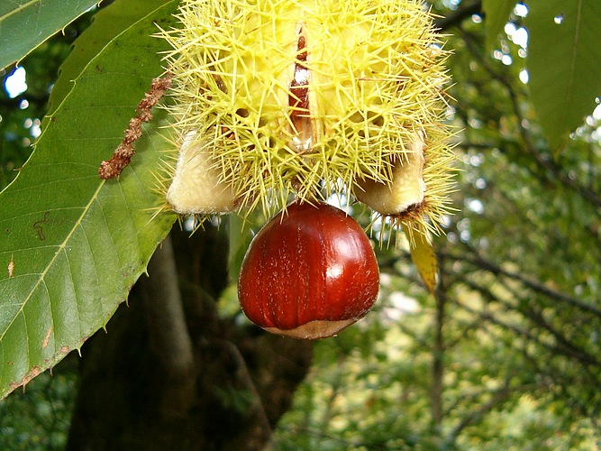 En Otoño, Castañas